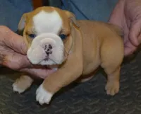 Kai, a male English Bulldog for sale in Clarinda, IA – Photo 2 of 4