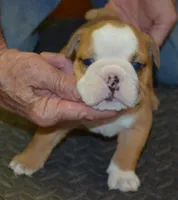 Kai, a male English Bulldog for sale in Clarinda, IA – Photo 3 of 4