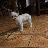 Girly, a female Yorkshire Terrier for sale in Woodlake, CA – Photo 1 of 3