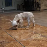 Girly, a female Yorkshire Terrier for sale in Woodlake, CA – Photo 2 of 3