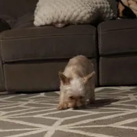 Girly, a female Yorkshire Terrier for sale in Woodlake, CA – Photo 3 of 3