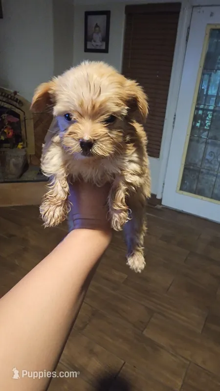 Blonde – Yorkshire Terrier puppy for sale in Woodlake, CA