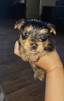 Black, a male Yorkshire Terrier for sale in Woodlake, CA – 1 of 5