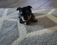 Black, a male Yorkshire Terrier for sale in Woodlake, CA – 3 of 5