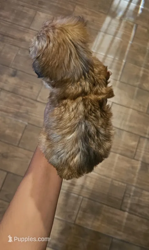 Max – Yorkshire Terrier puppy for sale in Woodlake, CA