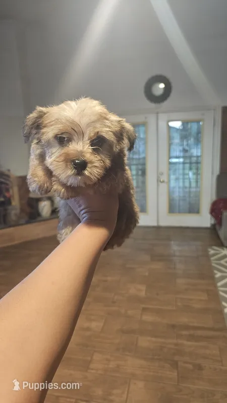 Max – Yorkshire Terrier puppy for sale in Woodlake, CA