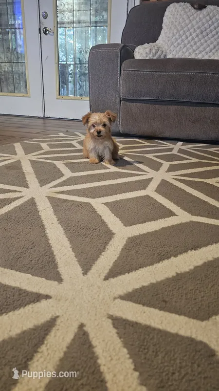 Blonde – Yorkshire Terrier puppy for sale in Woodlake, CA