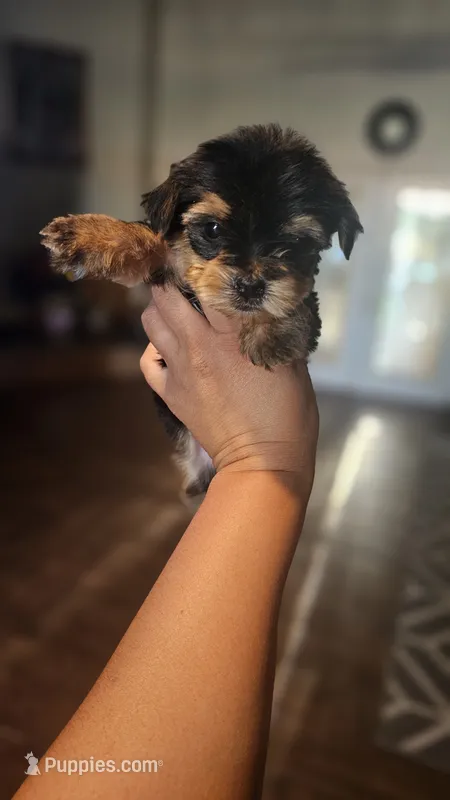 Black – Yorkshire Terrier puppy for sale in Woodlake, CA