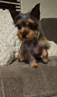 Tiny, a female Yorkshire Terrier for sale in Woodlake, CA – Photo 2 of 2