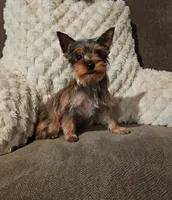 Tiny, a female Yorkshire Terrier for sale in Woodlake, CA – Photo 1 of 2