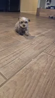 Max, a male Yorkshire Terrier for sale in Woodlake, CA – 2 of 6