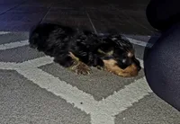 Black, a male Yorkshire Terrier for sale in Woodlake, CA – 5 of 5