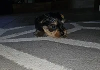 Black, a male Yorkshire Terrier for sale in Woodlake, CA – 2 of 5