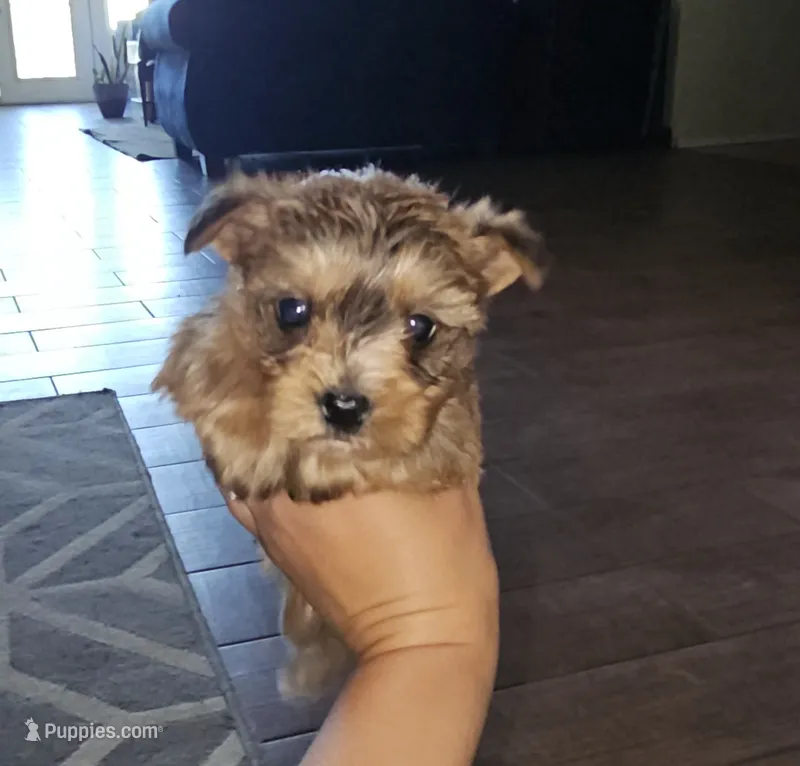 Brown – Yorkshire Terrier puppy for sale in Woodlake, CA