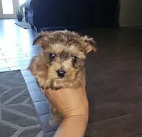Brown, a male Yorkshire Terrier for sale in Woodlake, CA – 1 of 2