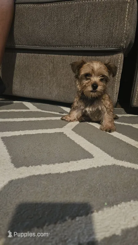 Max – Yorkshire Terrier puppy for sale in Woodlake, CA