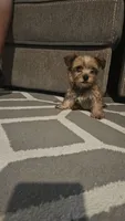 Max, a male Yorkshire Terrier for sale in Woodlake, CA – 1 of 6