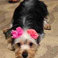 Biggy, a female Yorkshire Terrier for sale in Woodlake, CA – Photo 1 of 2