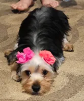 Biggy, a female Yorkshire Terrier for sale in Woodlake, CA – Photo 1 of 2