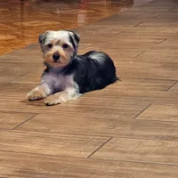 Biggy, a female Yorkshire Terrier for sale in Woodlake, CA – Photo 2 of 2