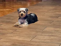 Biggy, a female Yorkshire Terrier for sale in Woodlake, CA – Photo 2 of 2