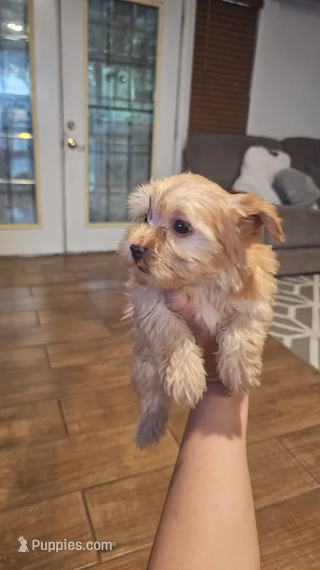 Blonde – Yorkshire Terrier puppy for sale in Woodlake, CA