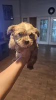 Max, a male Yorkshire Terrier for sale in Woodlake, CA – 4 of 6