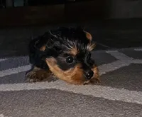 Black, a male Yorkshire Terrier for sale in Woodlake, CA – 4 of 5