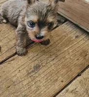 Brown, a male Yorkshire Terrier for sale in Woodlake, CA – 2 of 2