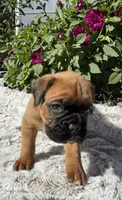 Creed, a male Boxer for sale in Johnson, NE – 2 of 2