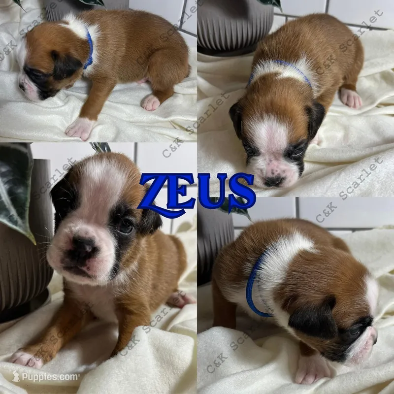 Zeus