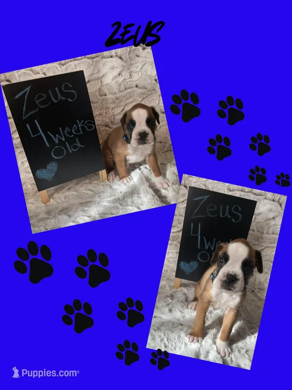 Zeus – Boxer puppy for sale in Johnson, NE