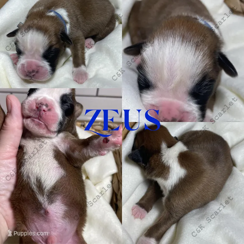 Zeus