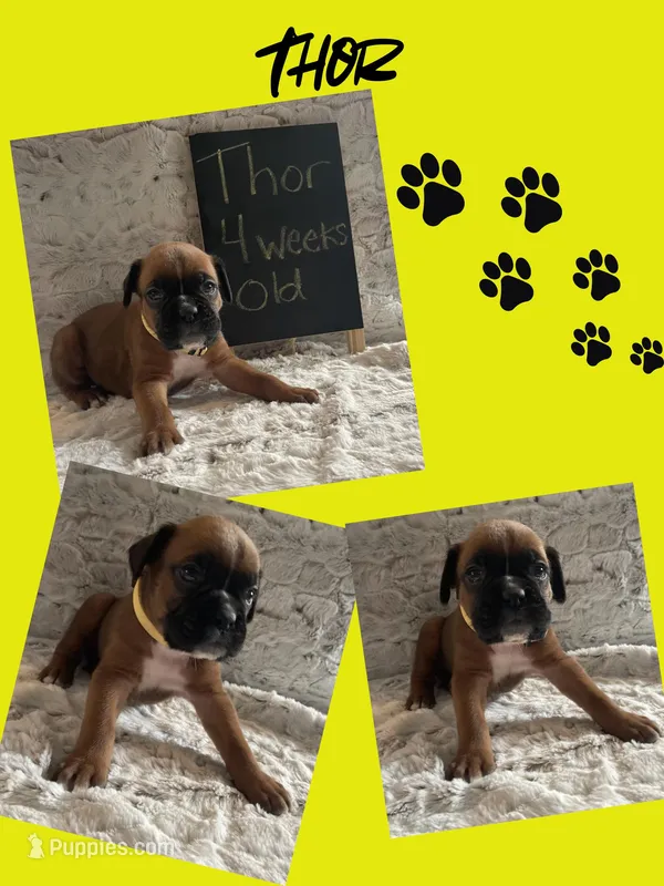 Thor – Boxer puppy for sale in Johnson, NE