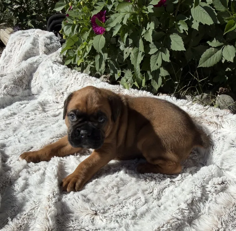 Creed – Boxer puppy for sale in Johnson, NE