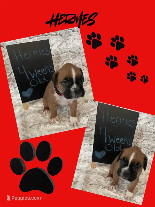 Hermes – Boxer puppy for sale in Johnson, NE
