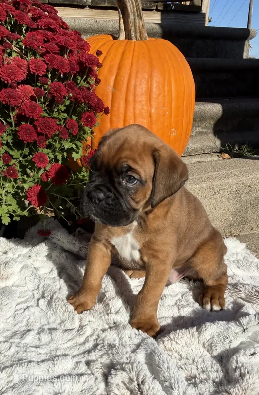 Creed – Boxer puppy for sale in Johnson, NE