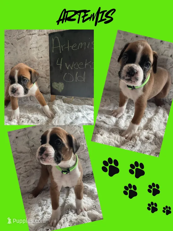 Artemis – Boxer puppy for sale in Johnson, NE
