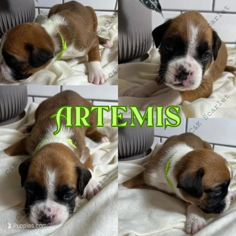 Artemis
