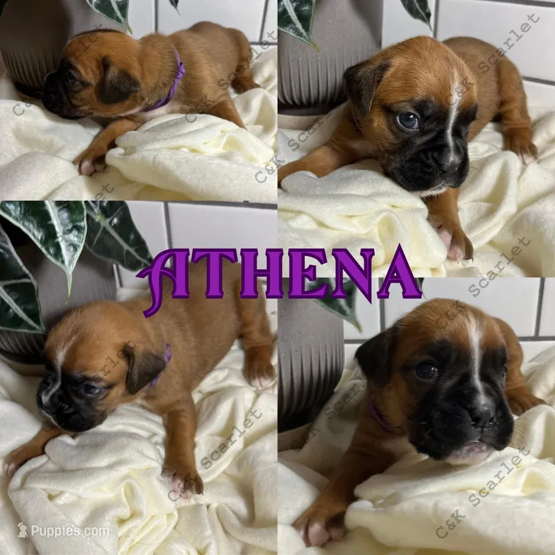 Athena