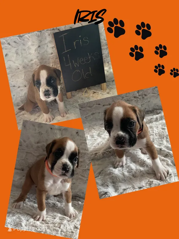 Iris – Boxer puppy for sale in Johnson, NE