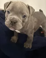 Girl 4 , a female American Bully and Olde English Bulldogge for sale in Altamonte Springs, FL – Photo 2 of 2