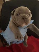 Girl 4 , a female American Bully and Olde English Bulldogge for sale in Altamonte Springs, FL – Photo 1 of 2