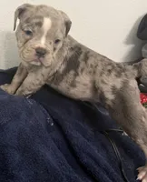 Girl 2 , a female American Bully and Olde English Bulldogge for sale in Altamonte Springs, FL – Photo 2 of 2