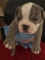Girl 1, a female American Bully and Olde English Bulldogge for sale in Altamonte Springs, FL – Photo 1 of 2