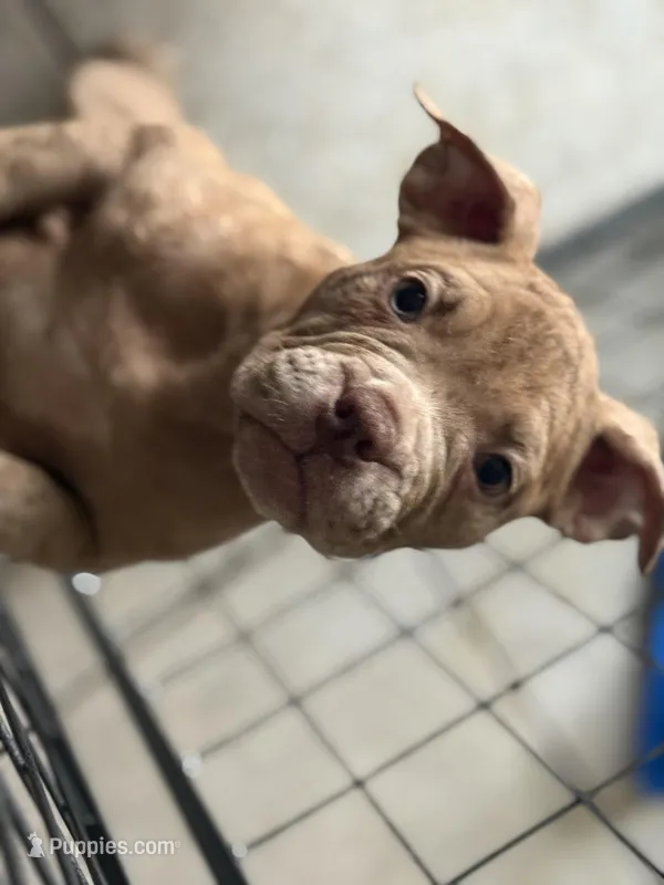 Girl 1 – American Bully puppy for sale in Clermont, FL