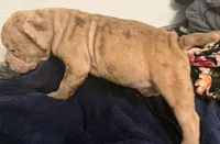 Girl 3, a female American Bully and Olde English Bulldogge for sale in Altamonte Springs, FL – Photo 2 of 2