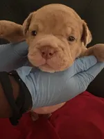 Girl 3, a female American Bully and Olde English Bulldogge for sale in Altamonte Springs, FL – Photo 1 of 2