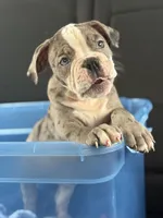 Girl 1, a female American Bully for sale in Clermont, FL – Photo 2 of 2