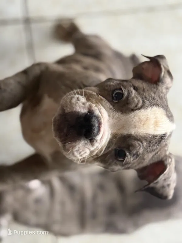 Girl 1 – American Bully puppy for sale in Clermont, FL